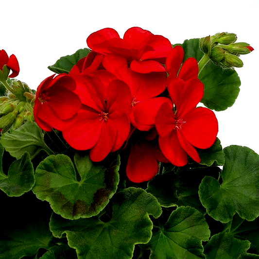 Multibloom™ Red Hybrid Geranium Seeds
