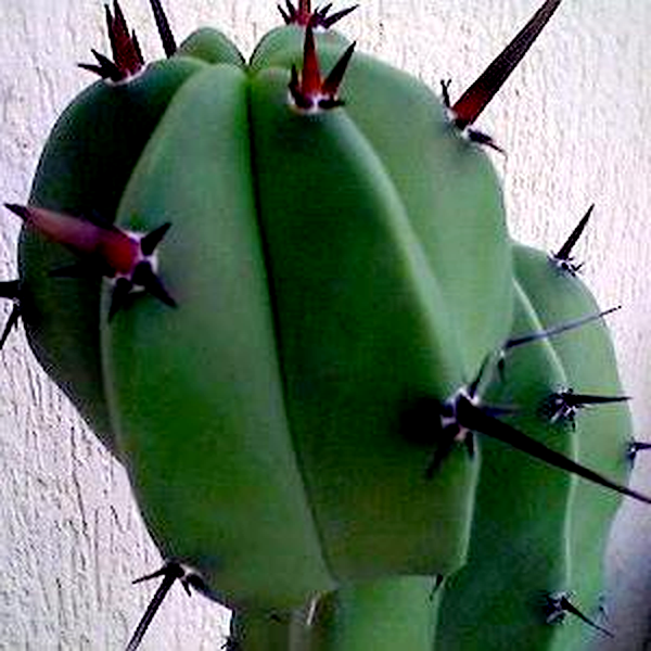 Myrtillocactus geometrizans