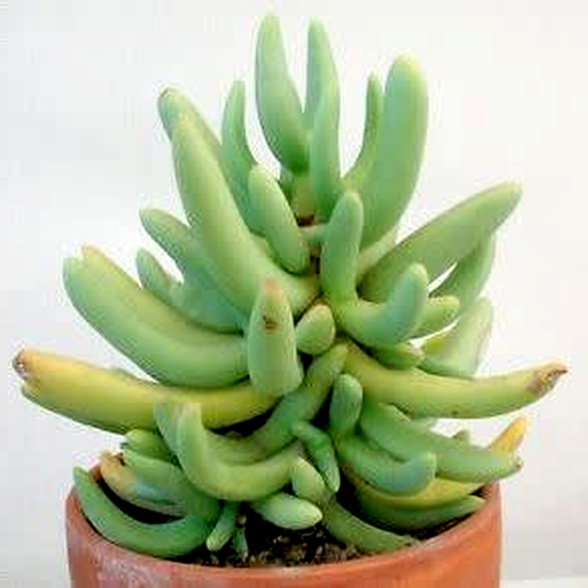 Namaquanthus vanheerdei