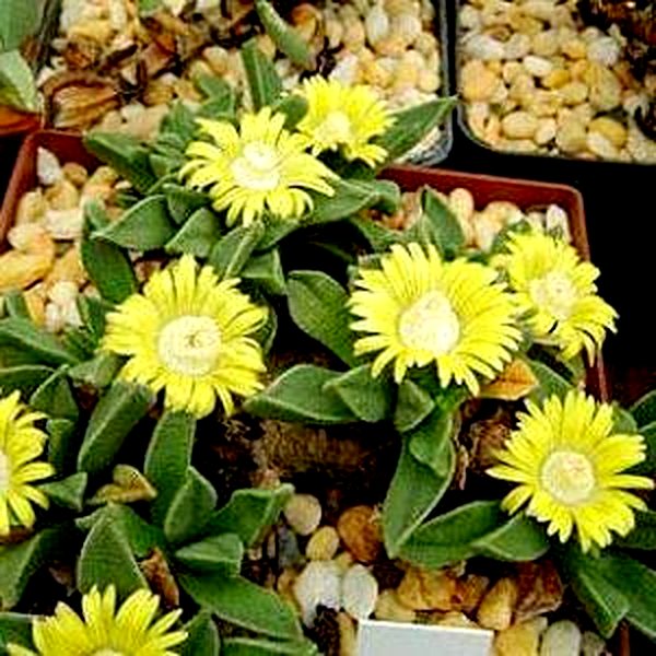 Nananthus aloides