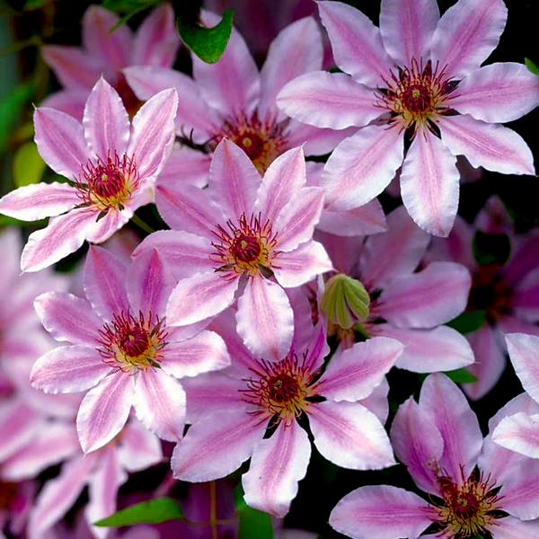 Nelly Moser' Clematis