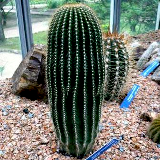 Neobuxbaumia polylopha