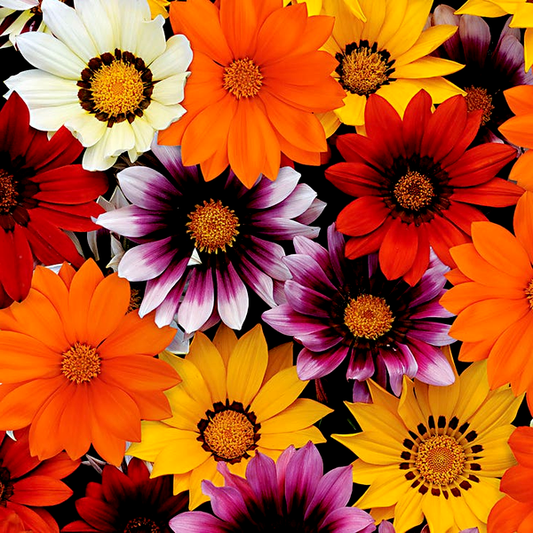 New Day® Mix Hybrid Gazania Seeds