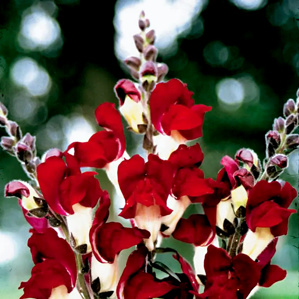 Night and Day Snapdragon Seeds