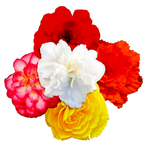 Nonstop® Joy Mix Begonia Seeds