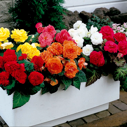 Nonstop® Mix Begonia Seeds