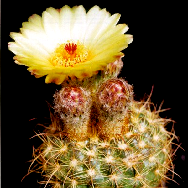 Notocactus concinnus var. eremiticus
