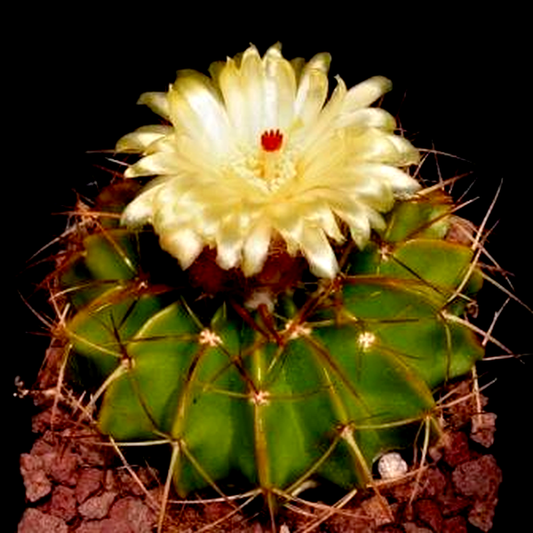 Notocactus macracanthus