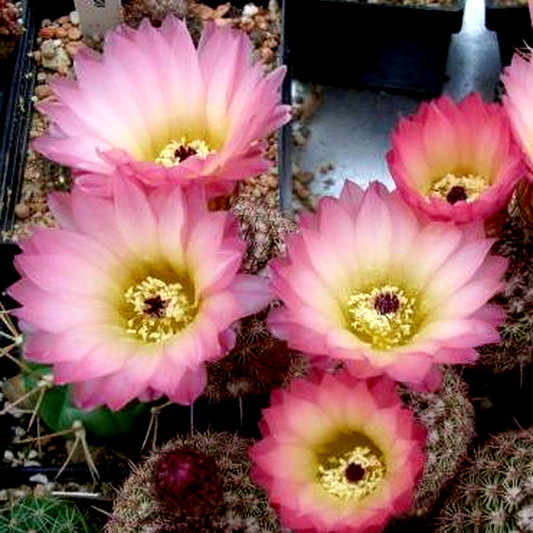 Notocactus rutilans