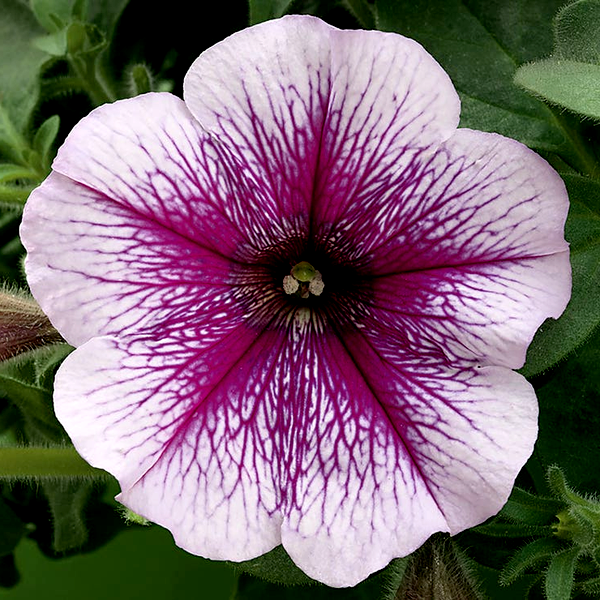 Opera Supreme™ Raspberry Ice Petunia Seeds