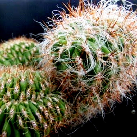 Oreocereus celsianus