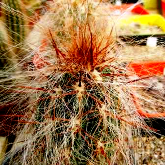 Oreocereus fossulatus rubrispina