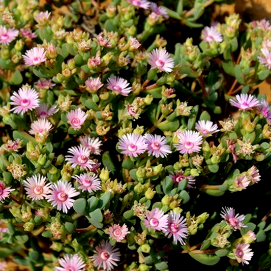Oscularia ornata