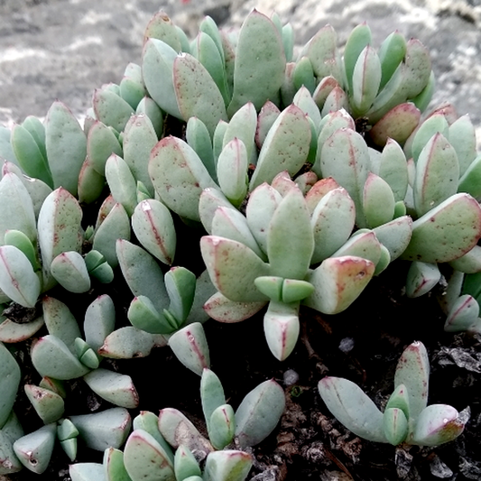 Oscularia paardebergensis