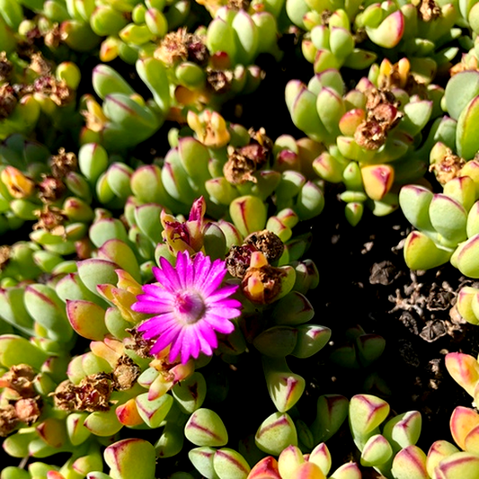 Oscularia vredenburgensis