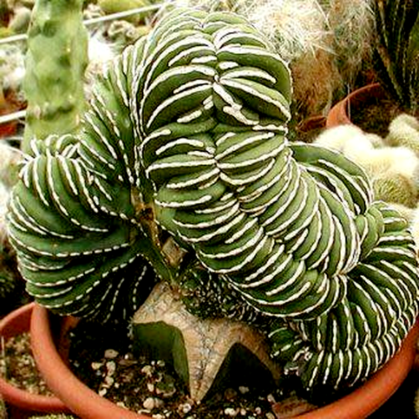 Pachycereus marginatus