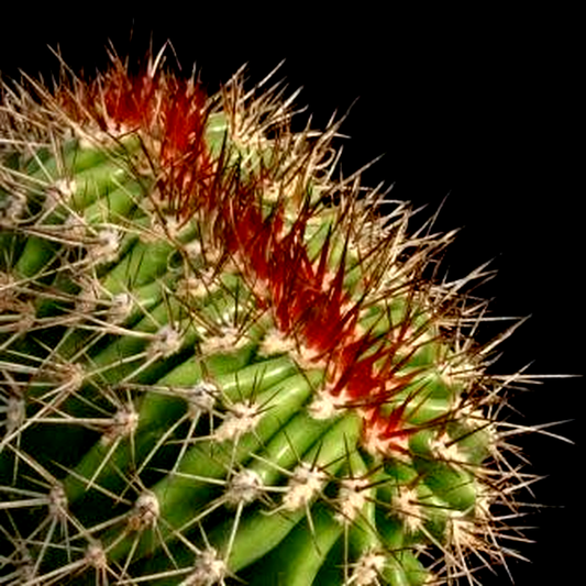 Pachycereus pecten
