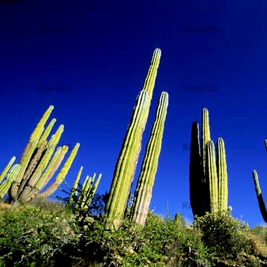 Pachycereus pringlei
