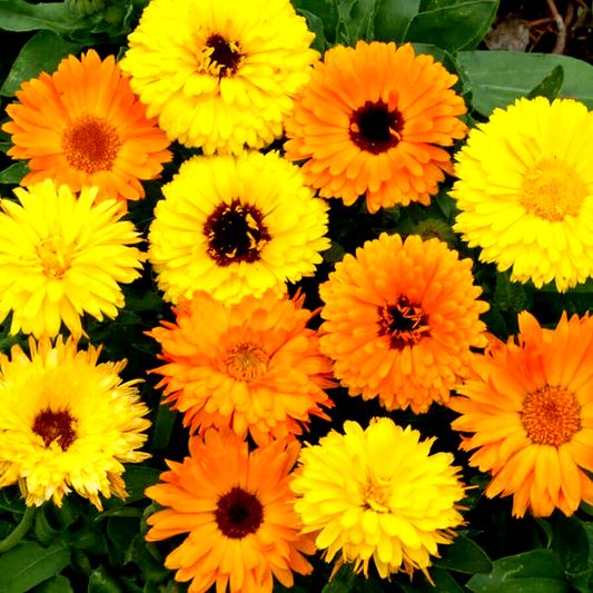 Pacific Beauty Mix' Calendula Seeds