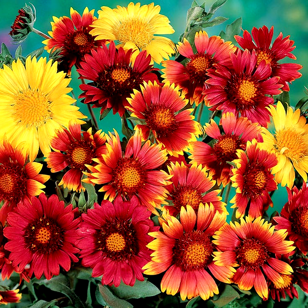 Painter's Palette Blanket Flower Seeds
