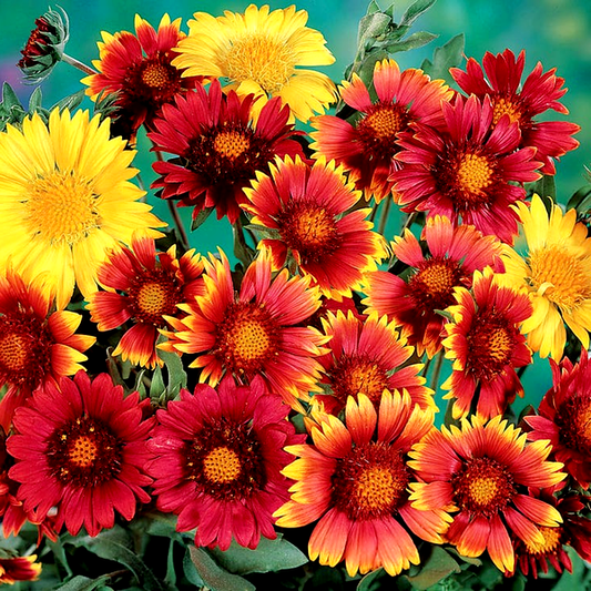 Painter's Palette Blanket Flower Seeds
