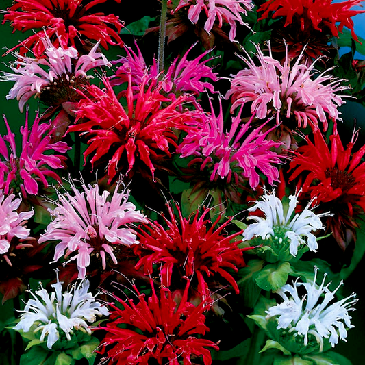 Panorama Mix Bee Balm Seeds