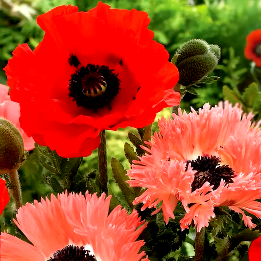 Papaver Collection Poppy