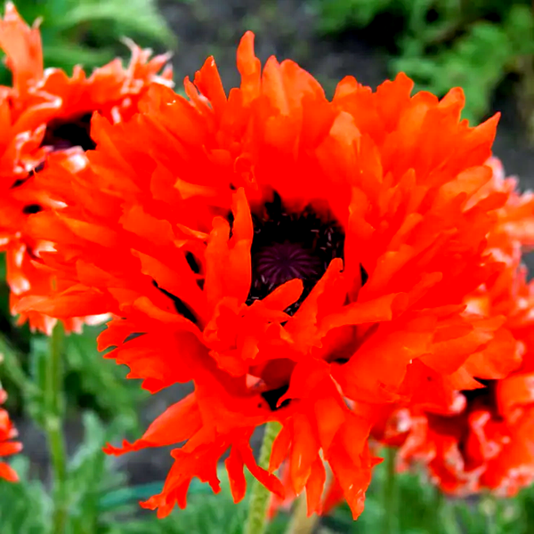 Papaver 'Ruffled Princess of Orange' Poppy