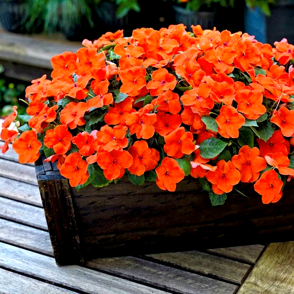 Shady Lady II Orange Hybrid Impatiens Seeds