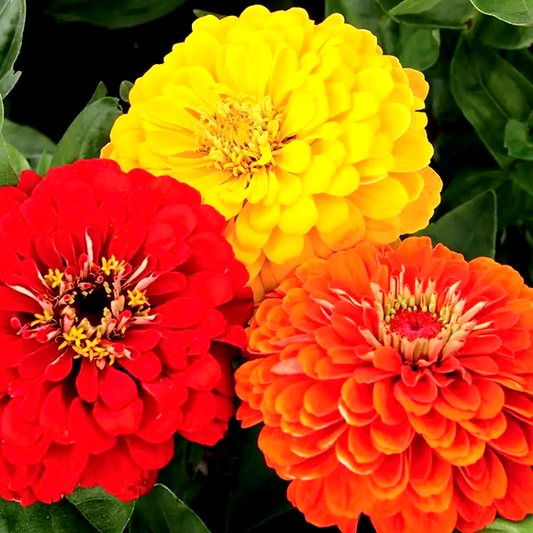 Fiesta Mix Zinnia Seeds