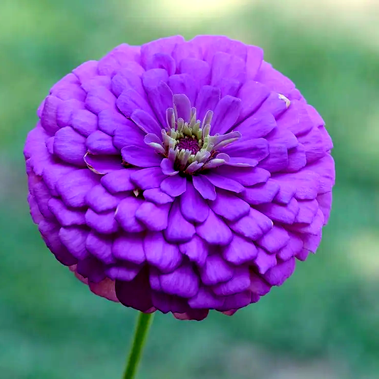 Picks Lilac Zinnia Seeds