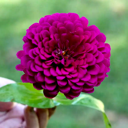 Picks Purple Zinnia Seeds