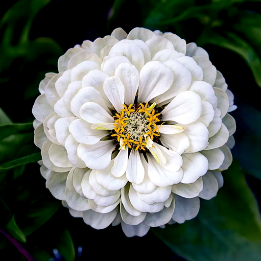 Picks White Zinnia Seeds
