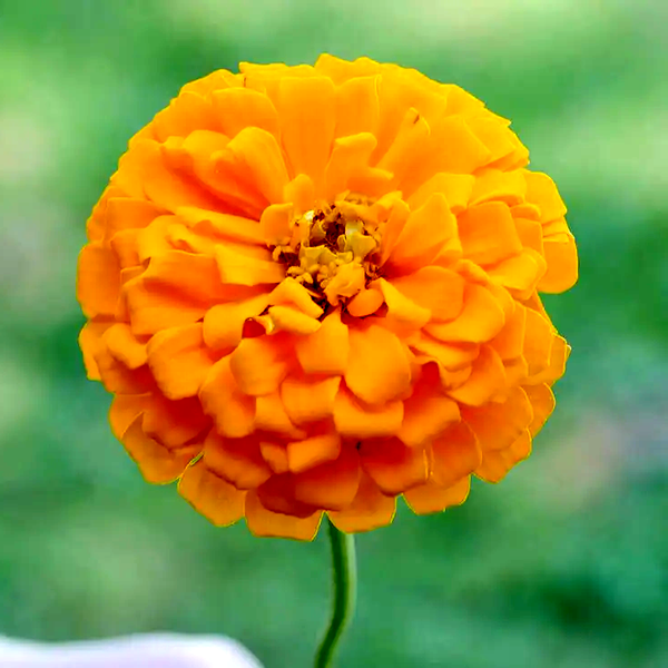 Picks Yellow Zinnia Seeds