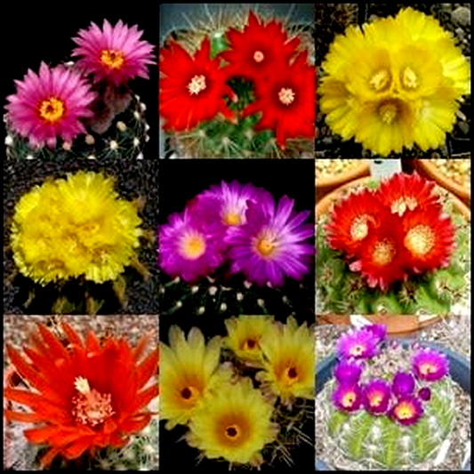 Parodia Mixed Species