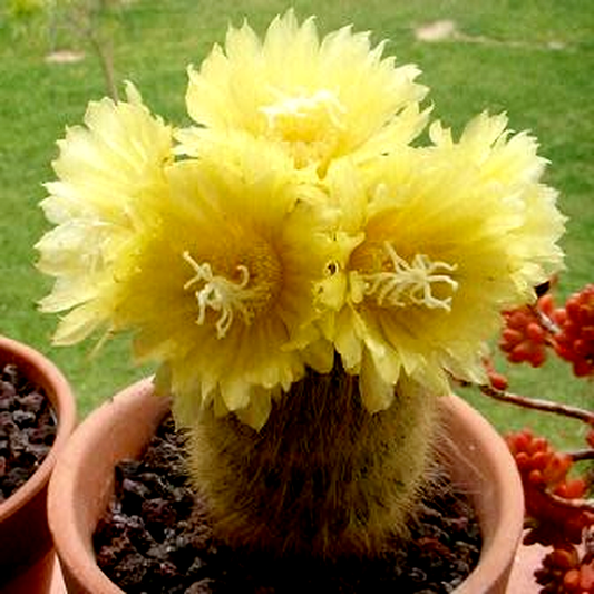 Parodia leninghausii