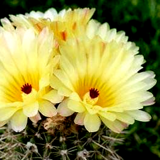 Parodia mammulosa