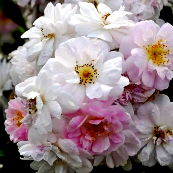 Paul's Hymalayan Musk