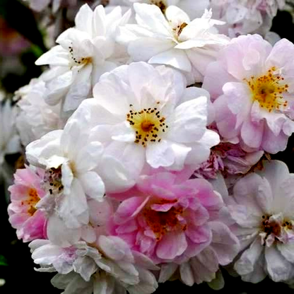 Paul's Hymalayan Musk