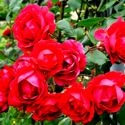 Paul's Scarlet Climber