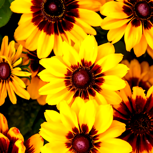 Pawnee Spirit Rudbeckia Seeds