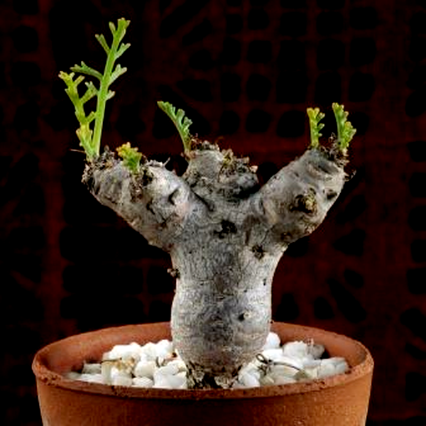 Pelargonium crithmifolium