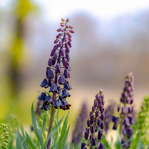 Persica Purple Favorite