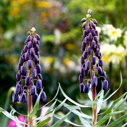 Persica Twin Towers Tribute