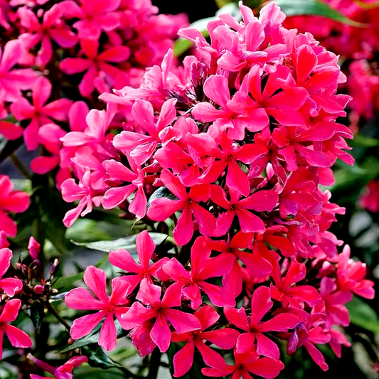 Phlox 'Cleopatra'