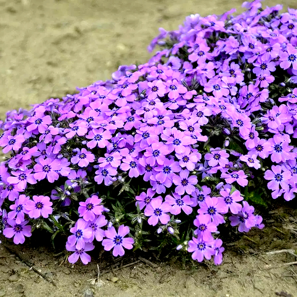 Phlox 'Eye Shadow'