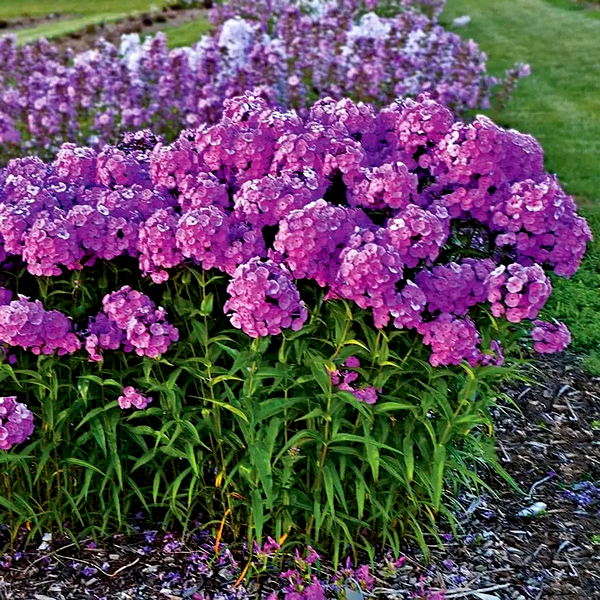 Phlox 'Fashionably Early Flamingo'