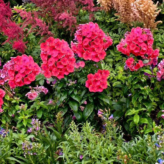 Phlox Flame™ Coral