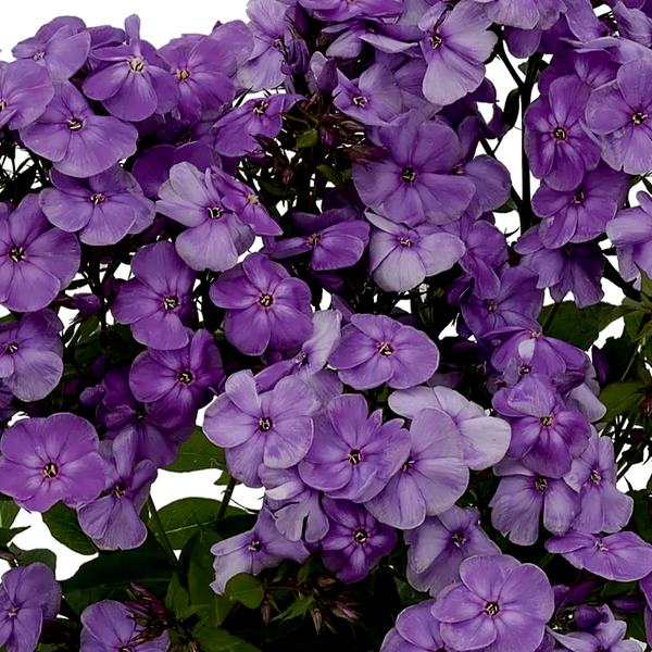 Phlox Flame® Purple
