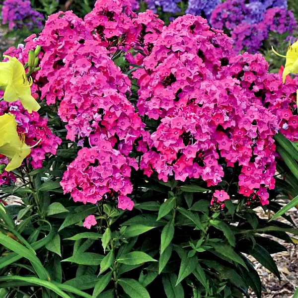 Phlox 'Glamour Girl'
